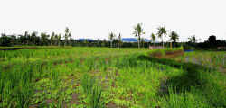 金塔马尼巴厘岛金塔马尼小镇风景高清图片