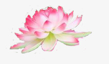 粉红莲花装饰素材