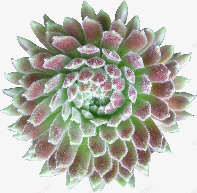 多色分层创意植物png免抠素材_新图网 https://ixintu.com 分层 创意 植物