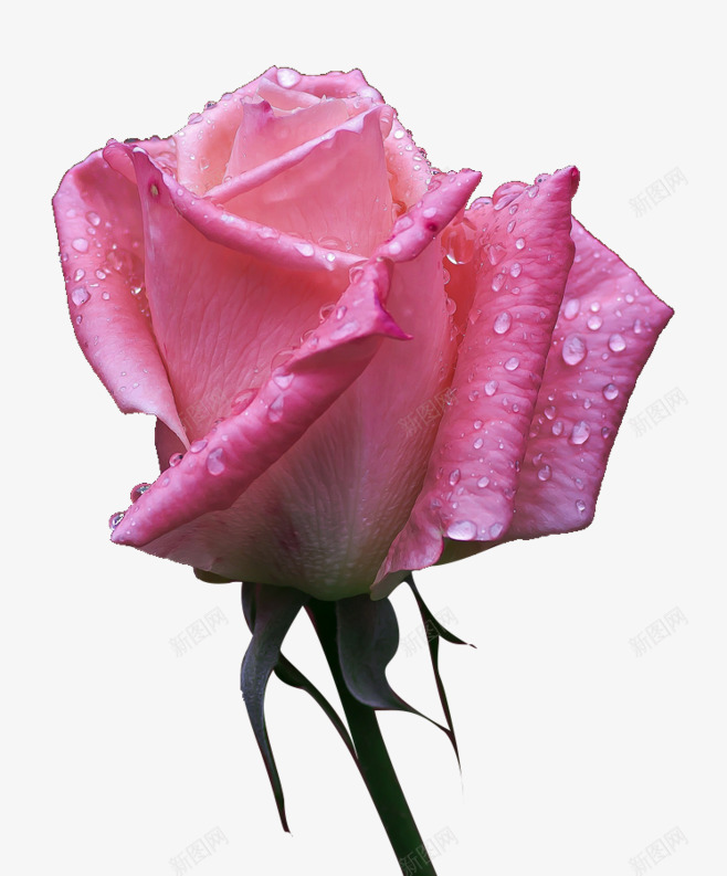 单朵的粉色带水滴玫瑰png免抠素材_新图网 https://ixintu.com 水滴 玫瑰 粉色