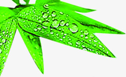 翠绿竹叶水滴端午素材
