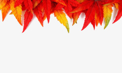 红色鲜艳的叶子顶部装饰素材