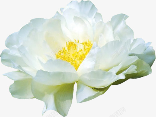 白色纯洁花朵植物分层png免抠素材_新图网 https://ixintu.com 分层 植物 白色 纯洁 花朵