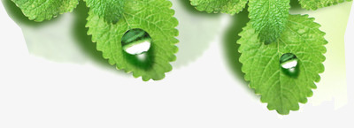 摄影绿色植物水珠png免抠素材_新图网 https://ixintu.com 摄影 水珠 绿色植物