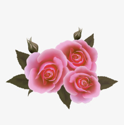 粉红色的三朵玫瑰花素材