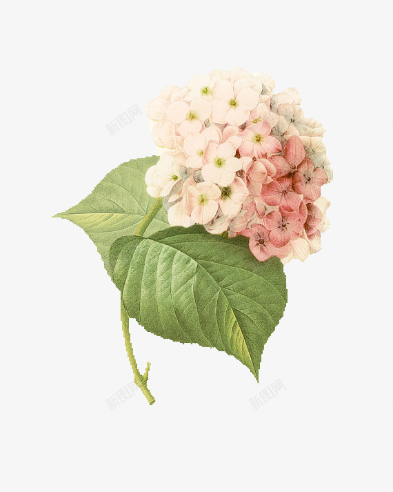 创意白色粉红色的花朵png免抠素材_新图网 https://ixintu.com 创意 白色 粉红色 花朵