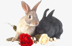 黑兔子动物高清图片