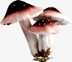 春季粉红色蘑菇装饰素材