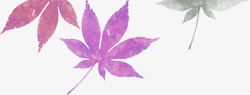 唯美的紫色枫叶素材