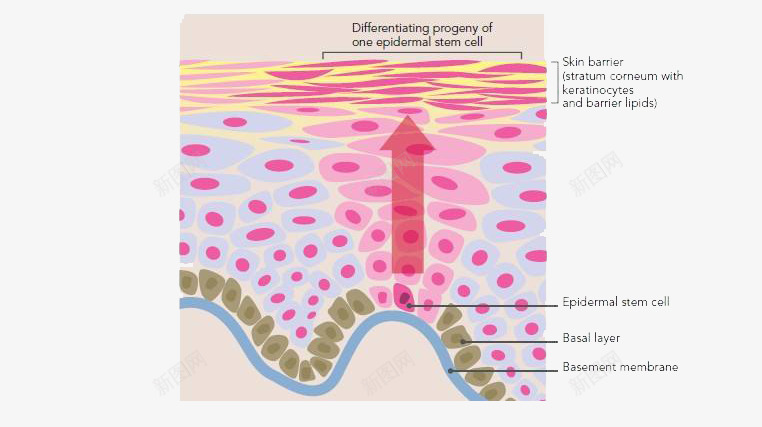 皮肤细胞png免抠素材_新图网 https://ixintu.com 分层 皮肤 皮肤细胞 素材 细胞