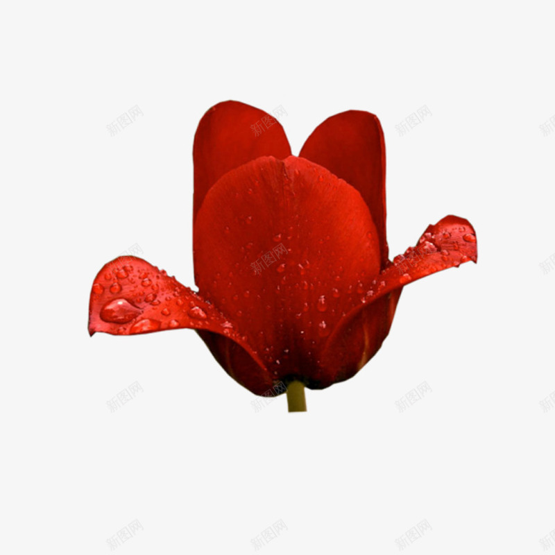 有水滴的红色盛开的花png免抠素材_新图网 https://ixintu.com 早晨 水珠 生命 红花