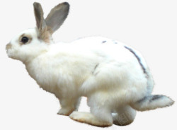 手绘白色可爱小兔子素材