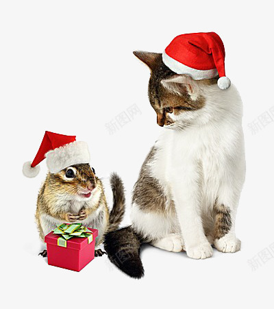 带圣诞帽的猫咪png免抠素材_新图网 https://ixintu.com 兔子 小猫 帽子 礼物盒