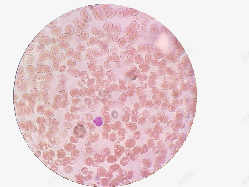 粉红色细胞png免抠素材_新图网 https://ixintu.com 干细胞 粉红色 细胞 细胞形状 细胞放大