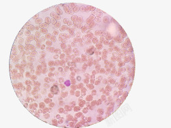 粉红色细胞素材