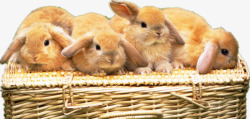 四只兔子一窝兔子高清图片