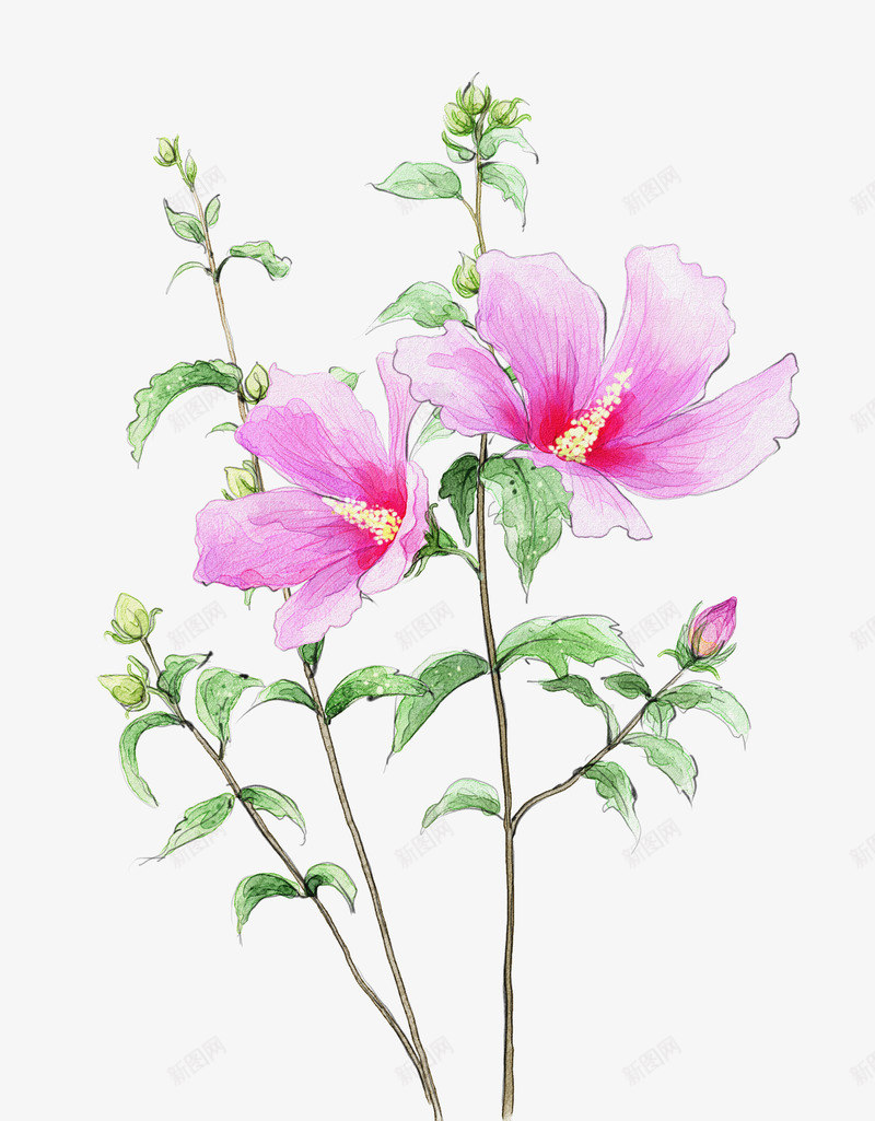 两朵彩绘粉红花朵png免抠素材_新图网 https://ixintu.com 两朵 彩绘 粉红 花朵