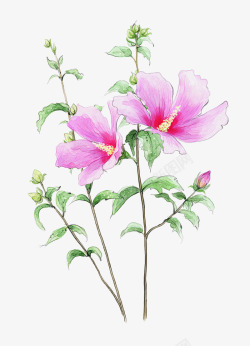 两朵彩绘粉红花朵素材
