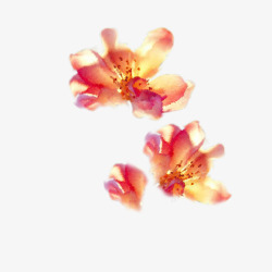 花瓣炫彩的图案素材