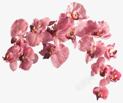 粉红花朵花蕊漂浮装饰素材