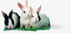 在草丛的兔子素材