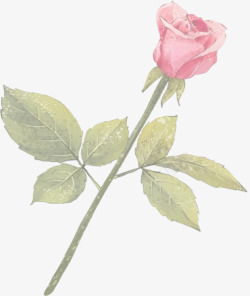 一枝玫瑰玫瑰花素材