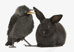 实拍兔子黑灰色乌鸦和兔子高清图片