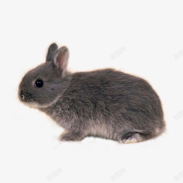 可爱黑色呆萌兔png免抠素材_新图网 https://ixintu.com 兔子 动物 可爱 图片 图片素材 素材免抠 胡萝卜 装饰 野生动物 黑色