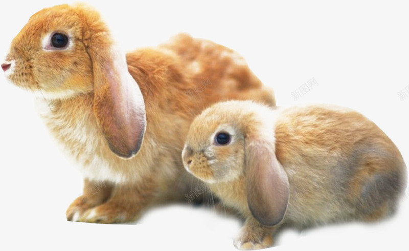 两只黄兔子png免抠素材_新图网 https://ixintu.com 两只黄兔子 兔子 兔子png素材 兔子免抠素材 可爱的兔子 垂耳 垂耳兔免抠 垂耳兔免抠素材 垂耳兔子 小白兔