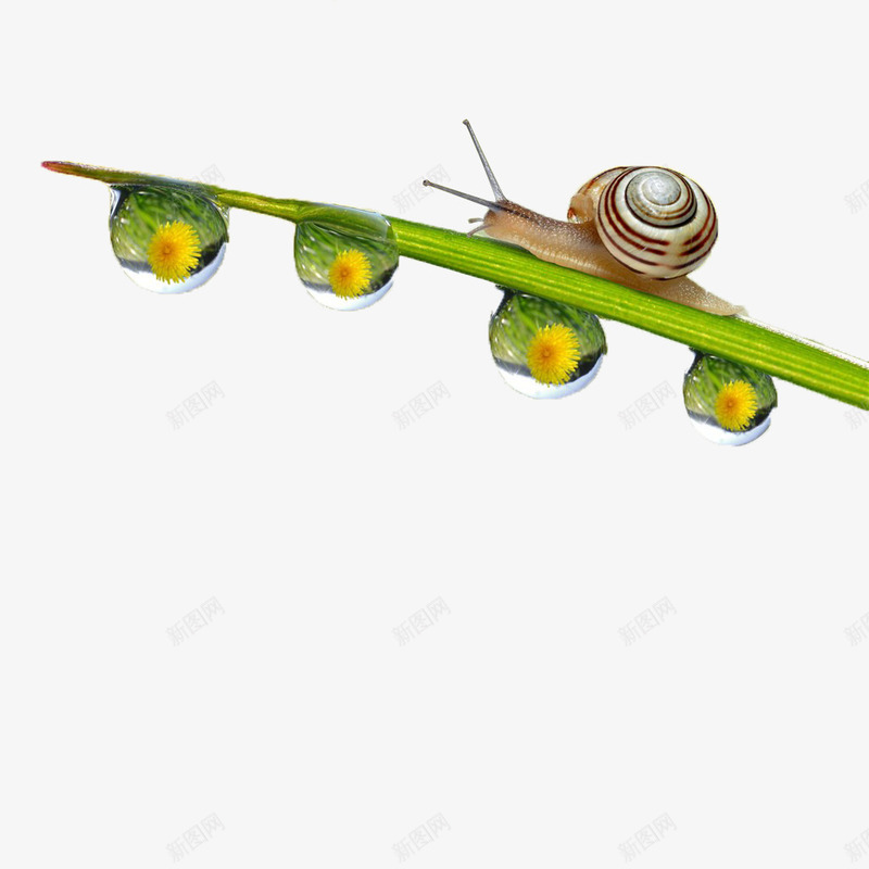 叶子上的蜗牛png免抠素材_新图网 https://ixintu.com 叶子 水珠 蜗牛