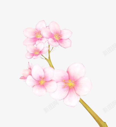手绘粉红色桃花树枝png免抠素材_新图网 https://ixintu.com 树枝 桃花 粉红色