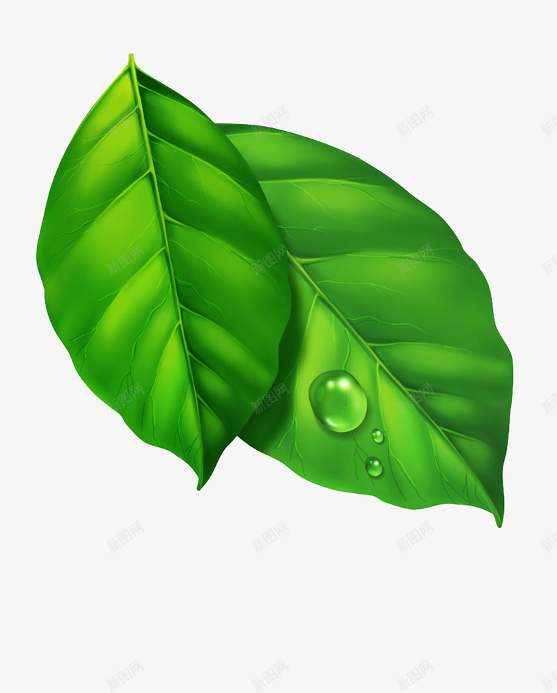 水滴和树叶的结合png免抠素材_新图网 https://ixintu.com 带水滴的树叶 装饰