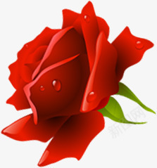 手绘带水滴的红玫瑰png免抠素材_新图网 https://ixintu.com 水滴 玫瑰