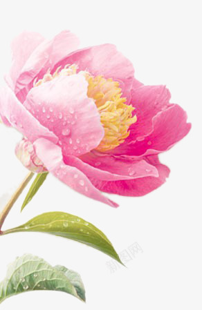 粉色月季花png免抠素材_新图网 https://ixintu.com 化妆品元素 月季花 植物 水珠 粉色 鲜花