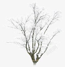 冬季树枝淘宝首页素材