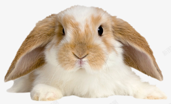 大耳朵小兔子png免抠素材_新图网 https://ixintu.com 动物 小兔子 棕色
