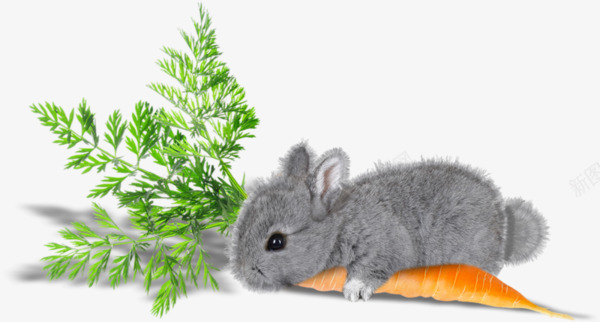 兔子和红萝卜png免抠素材_新图网 https://ixintu.com 兔子 宠物 灰色兔子 红萝卜