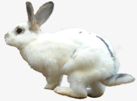 可爱白色奔跑兔子png免抠素材_新图网 https://ixintu.com 兔子 可爱 奔跑 白色