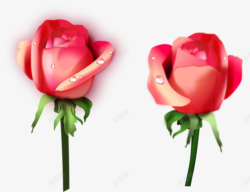 手绘玫瑰花png免抠素材_新图网 https://ixintu.com 写实 带水珠的花朵 手绘 玫瑰花 花朵