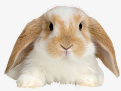 小黄兔小黄兔高清图片