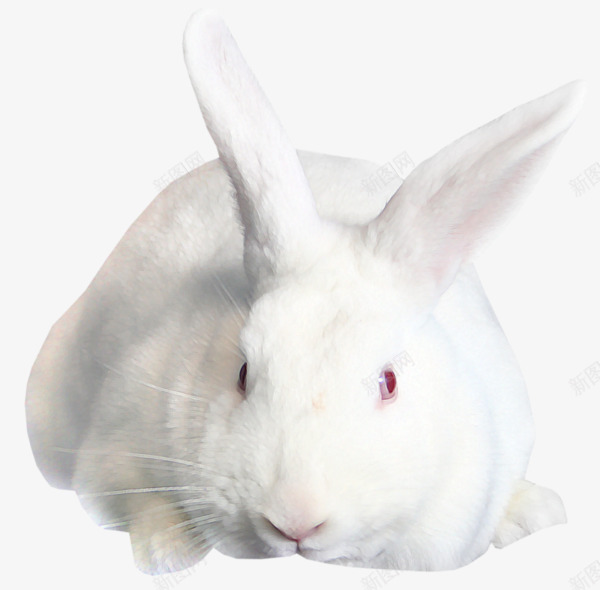 可爱宠物兔子png免抠素材_新图网 https://ixintu.com 兔子 动物 可爱兔子 宠物兔子
