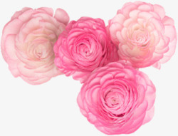 四朵粉红玫瑰花素材