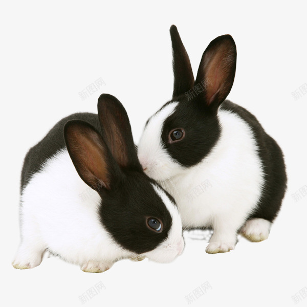 呆萌兔子png免抠素材_新图网 https://ixintu.com 兔子 呆萌 图片 小兔子 摄影 文艺 生物世界 白色 素材免抠 野生动物