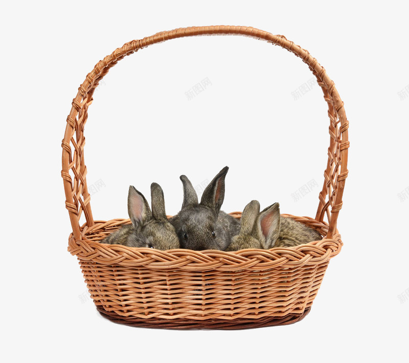 一篮子灰色兔子png免抠素材_新图网 https://ixintu.com 一篮子灰色兔子 兔子 动物 北美野兔 可爱 哺乳动物 啮齿类动物 实物 宠物 幼仔 篮子 野兔