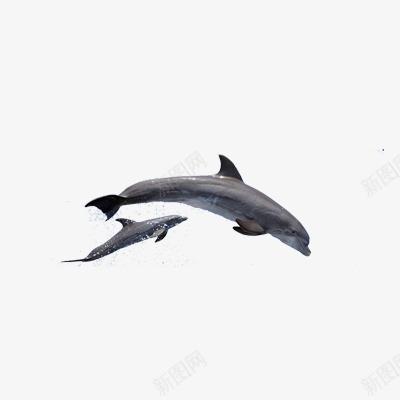 跳跃的海豚png免抠素材_新图网 https://ixintu.com 水滴 海豚 跳跃