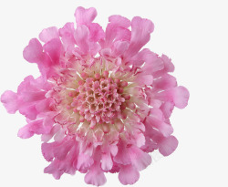 粉红花朵花蕊装饰素材