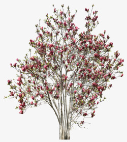 粉红花朵树素材