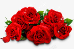 红色花朵玫瑰首页素材