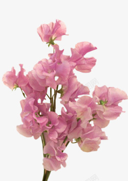 手绘粉红色花朵一束花朵素材