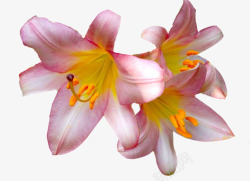 粉红花朵花蕊装饰素材